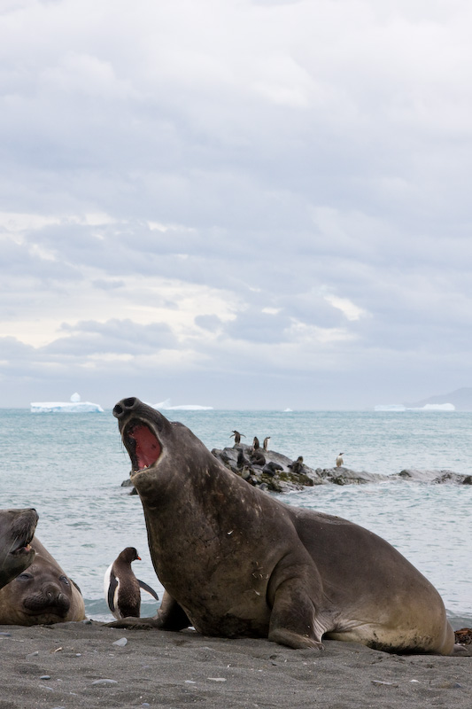 Southern Elephant Seal